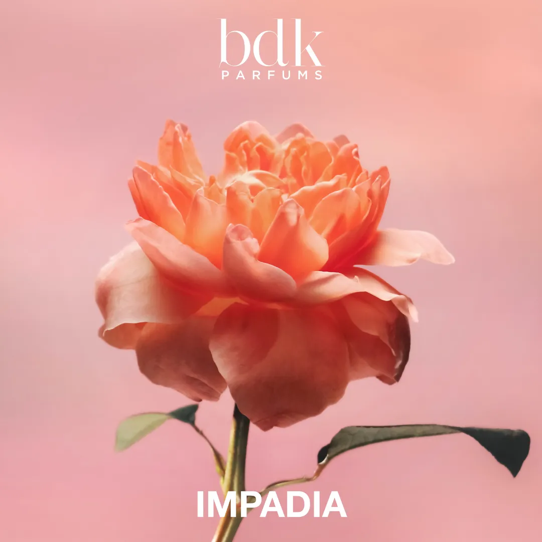 Impadia - Image 5